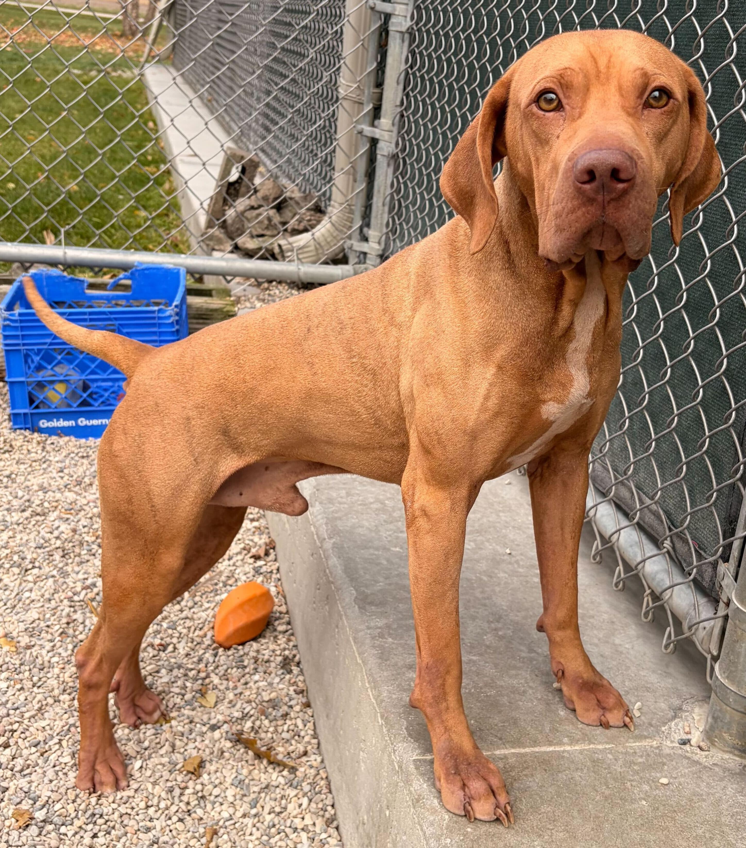 Enlarge Javi - Name Your Own Adoption Fee!, an adoptable mixed breed in Jefferson, WI image 2/2