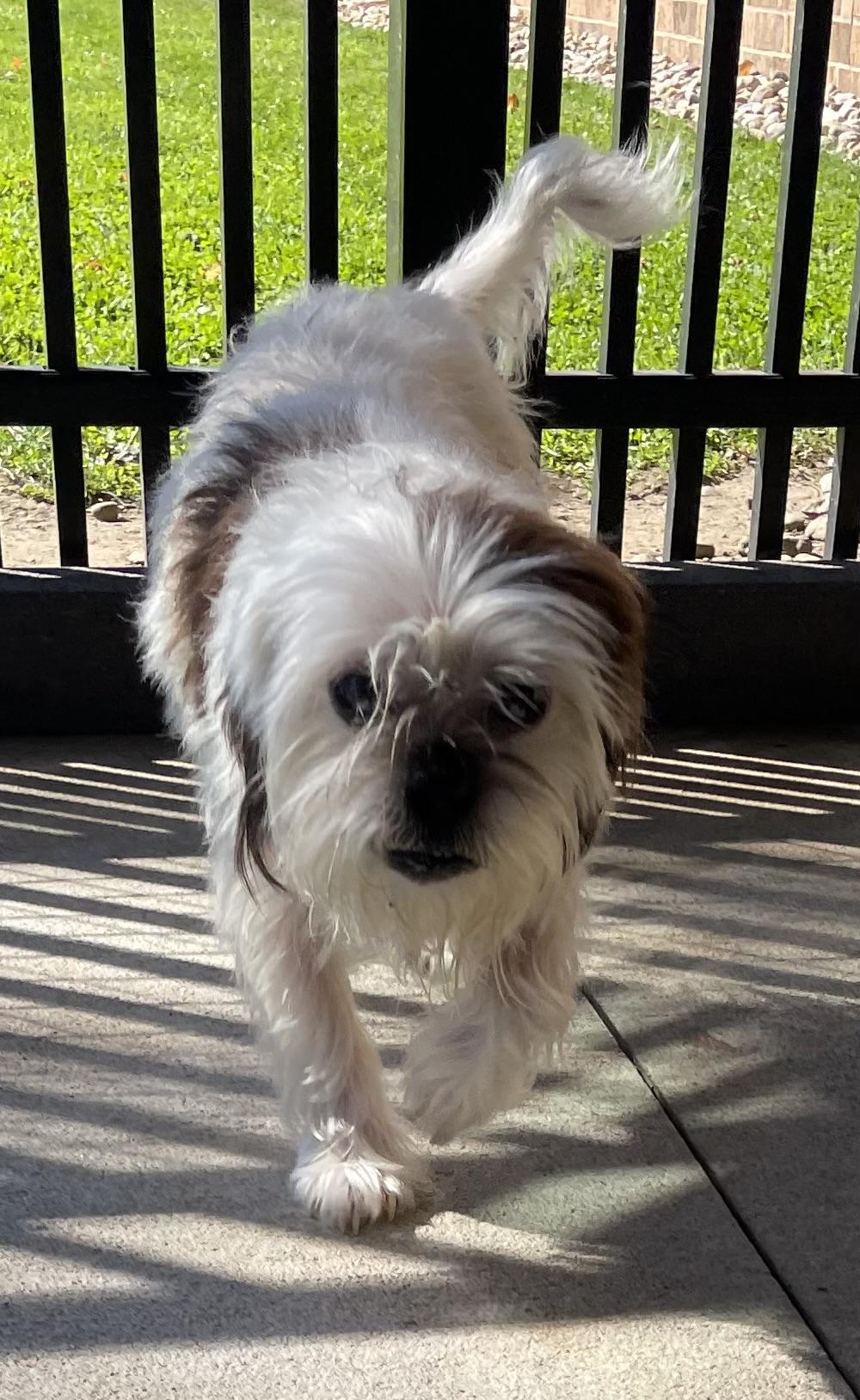 Enlarge Mitilda ADOPTED, a Adopted Lhasa Apso in Canton, OH image 3/5