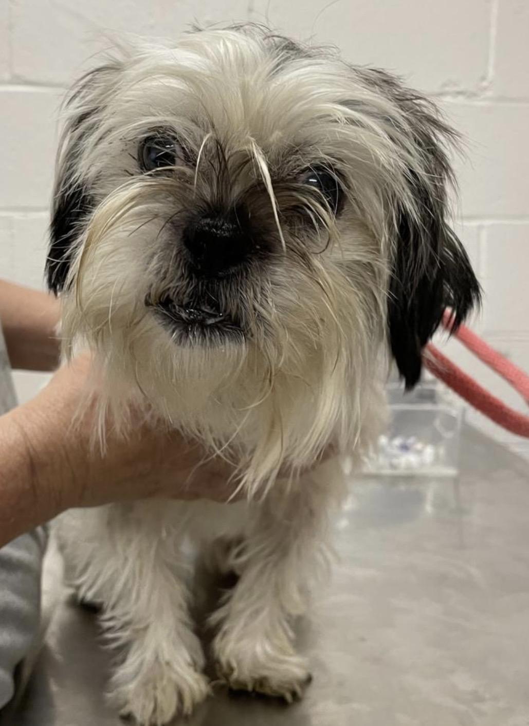 Enlarge Mitilda ADOPTED, a Adopted Lhasa Apso in Canton, OH image 5/5