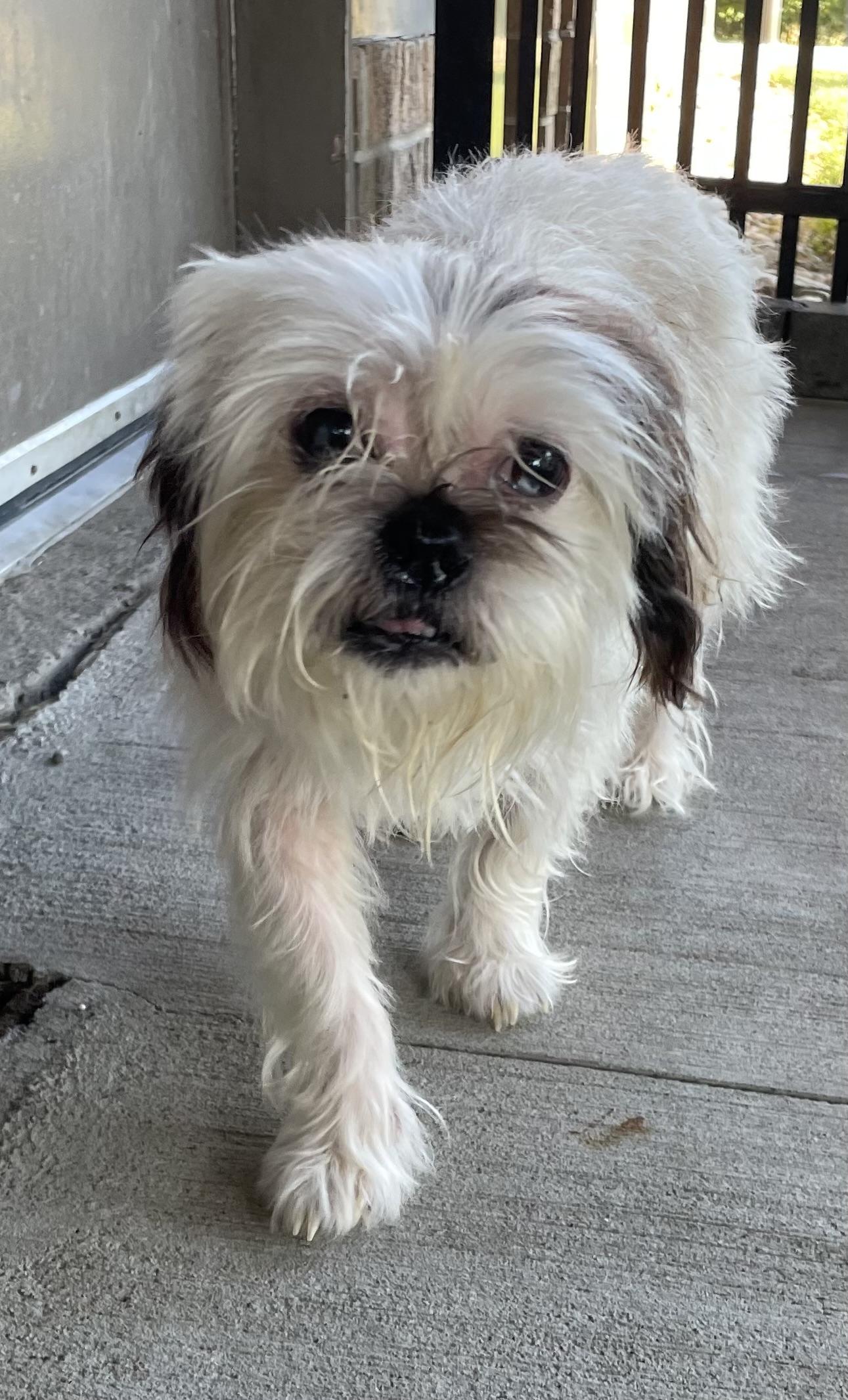 Enlarge Mitilda ADOPTED, a Adopted Lhasa Apso in Canton, OH image 4/5