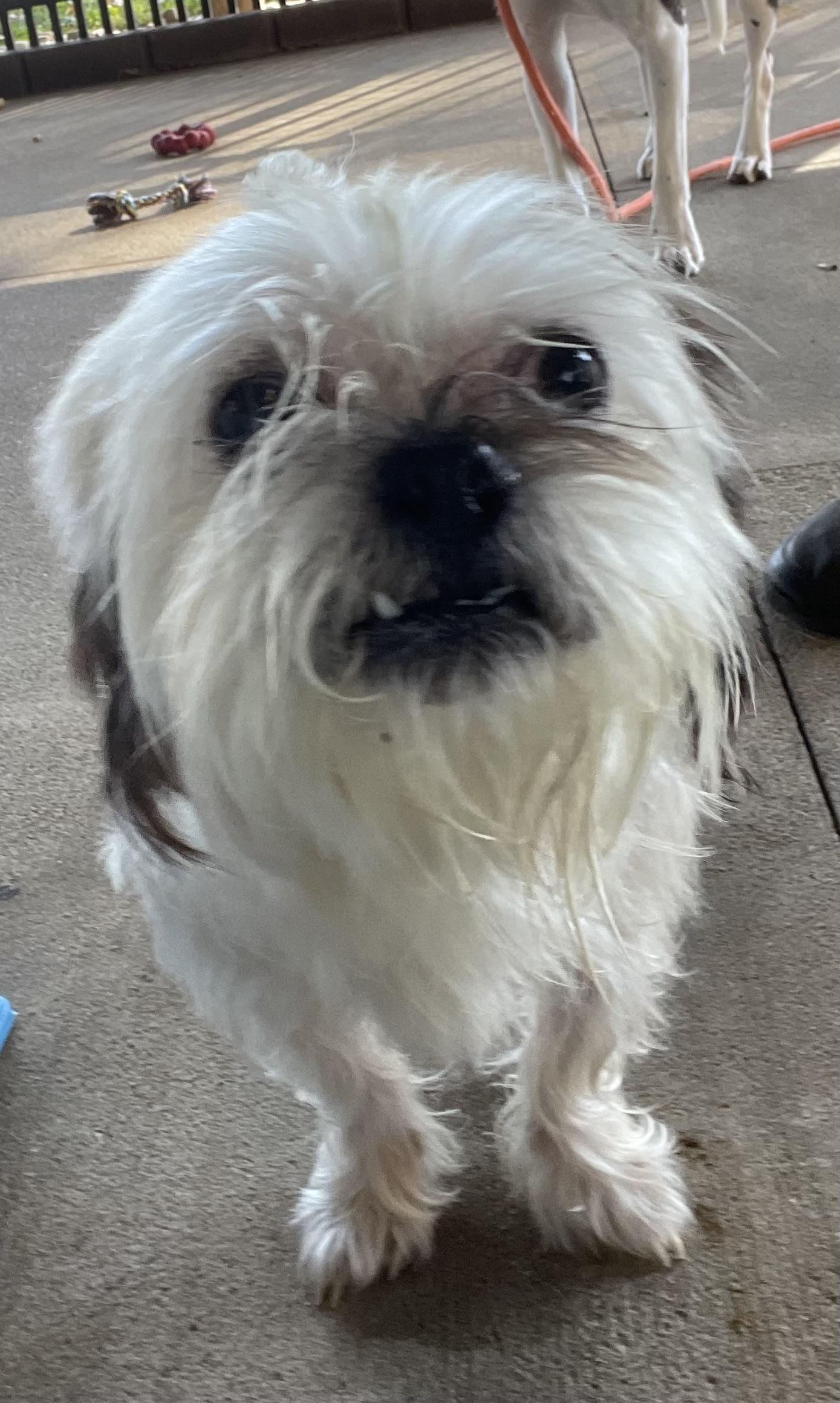 Enlarge Mitilda ADOPTED, a Adopted Lhasa Apso in Canton, OH image 2/5