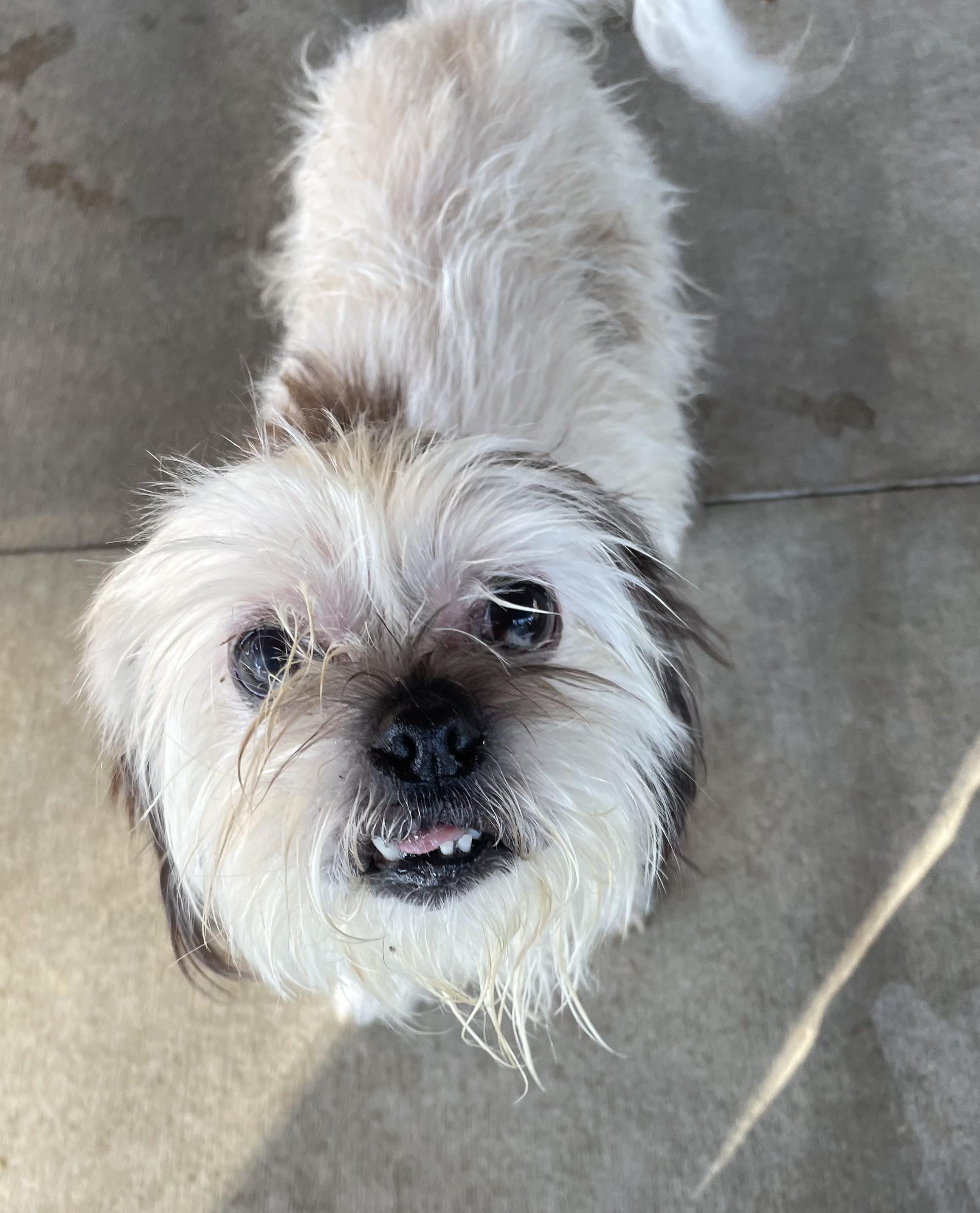 Mitilda ADOPTED, Adoptable, Senior Female Lhasa Apso.