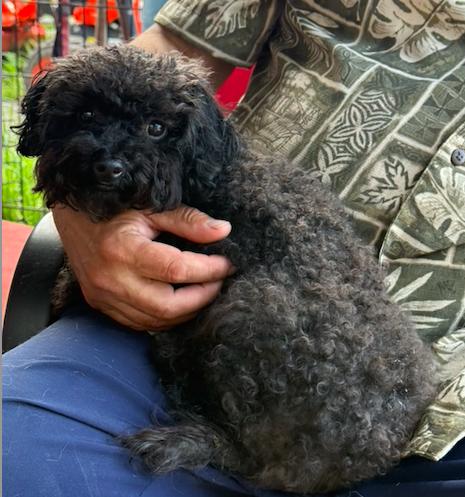 Petit Prince, adopted, Young Male Poodle (Toy).