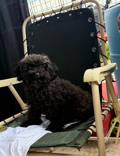 Petit Prince, an adopted Poodle (Toy) in St-Valerien, QC image 2/3