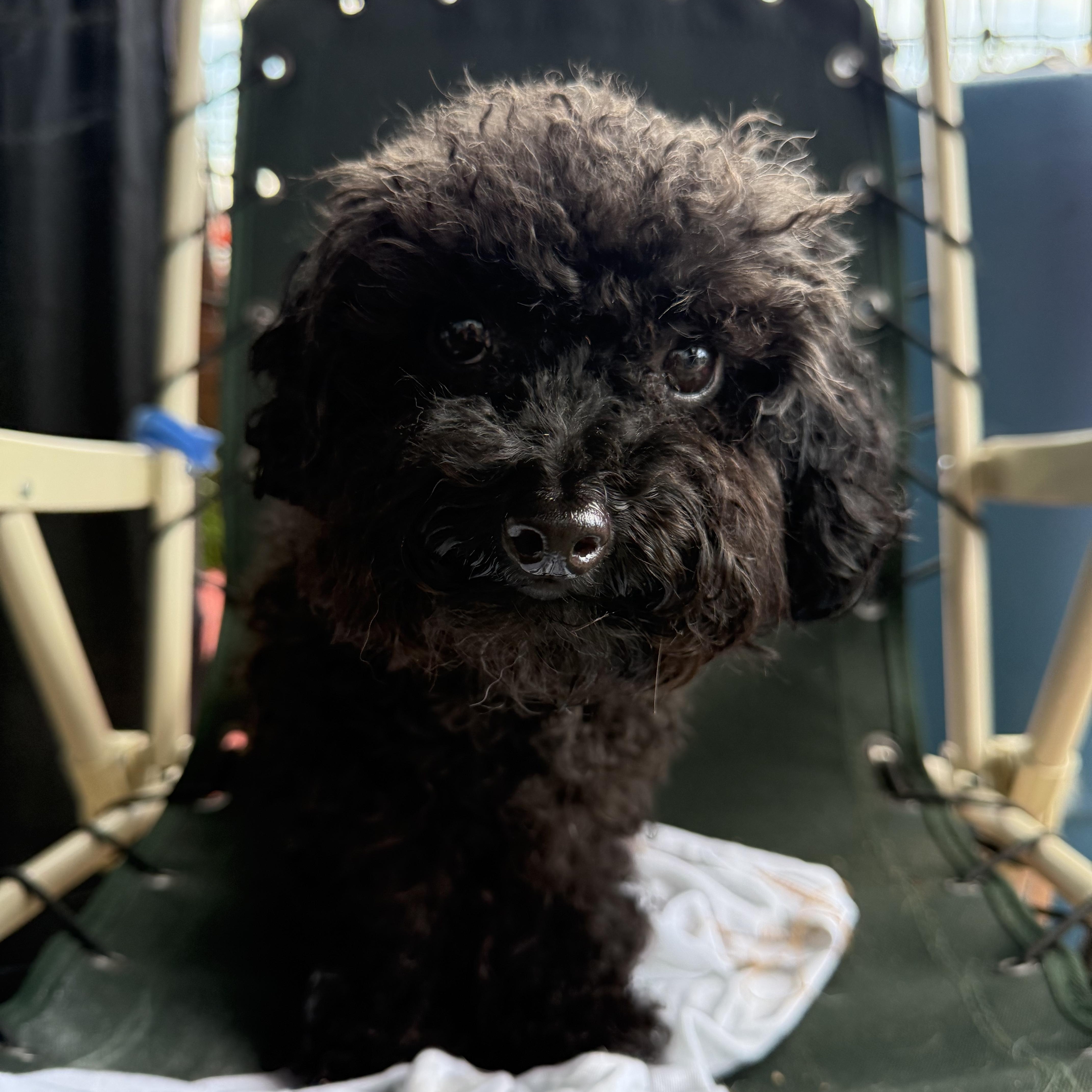 Petit Prince, an adopted Poodle (Toy) in St-Valerien, QC image 3/3
