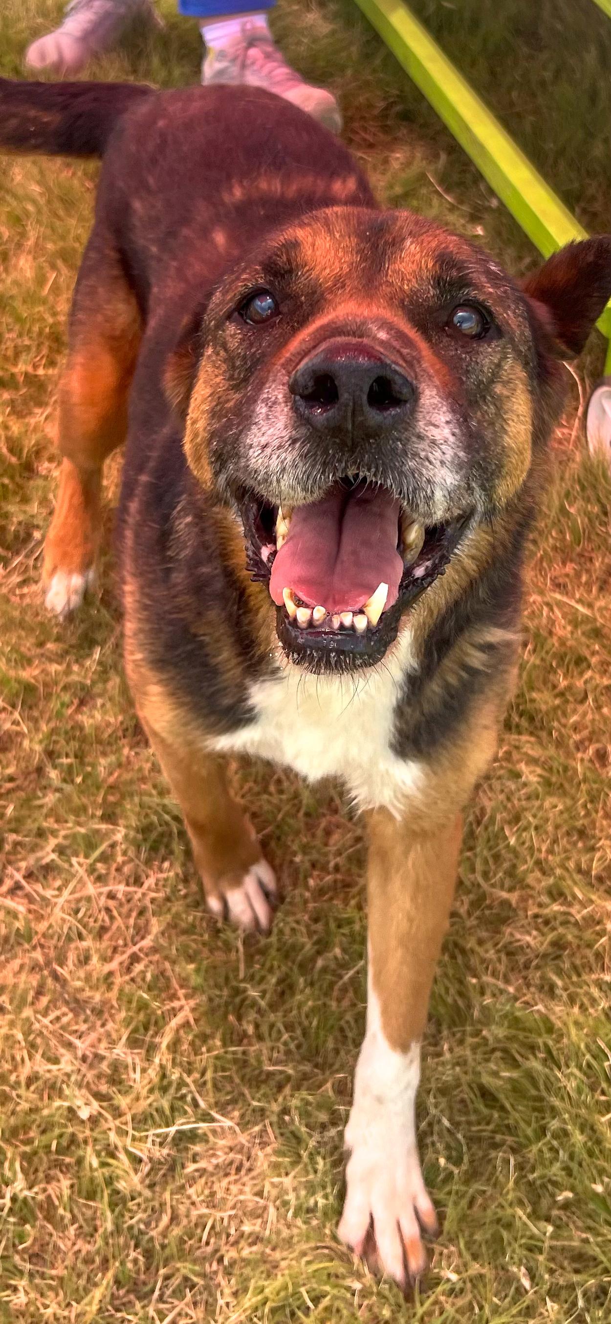 Oso
