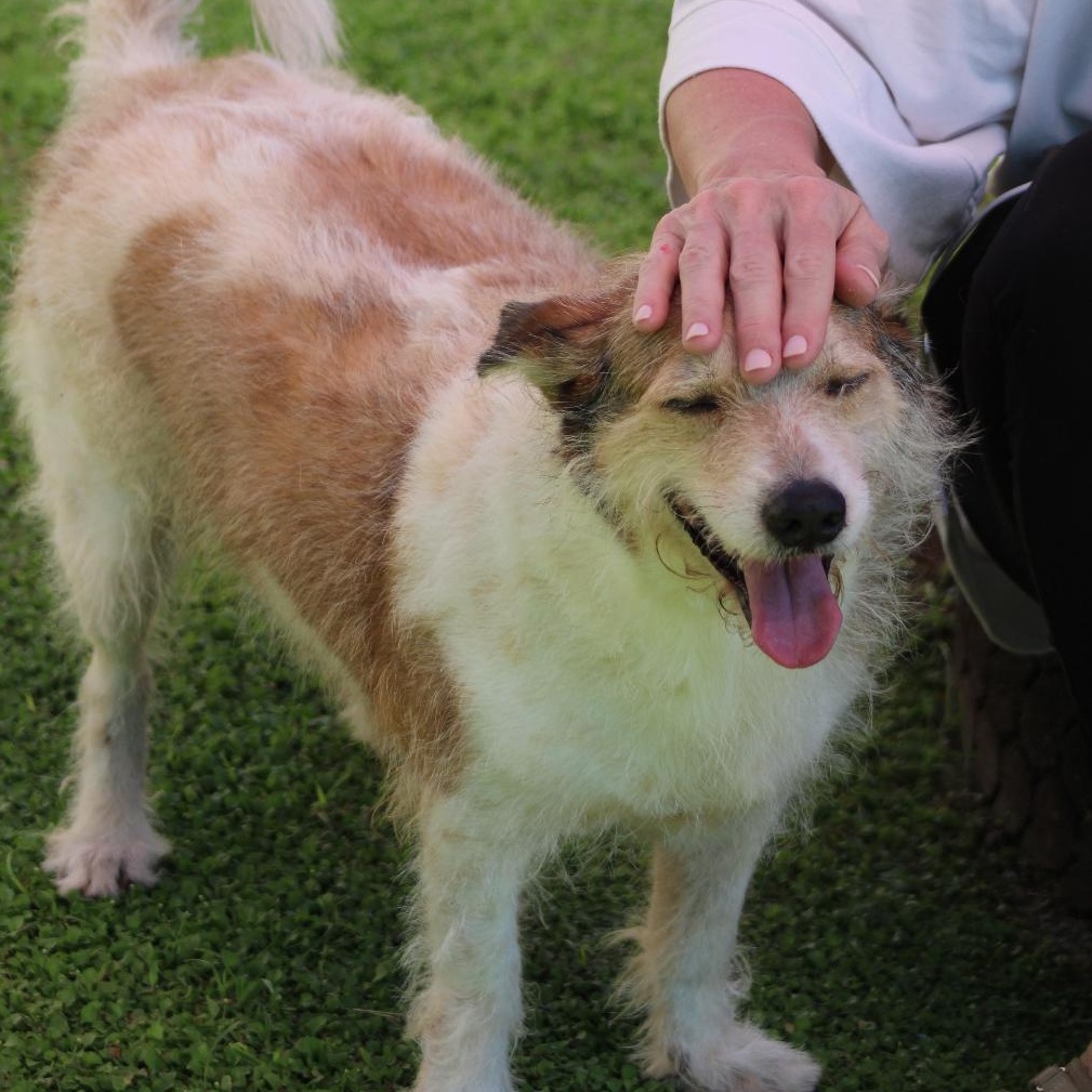 Enlarge Benji Boy, a Adoptable mixed breed in Levittown , PA image 4/6