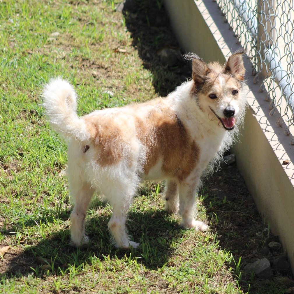 Enlarge Benji Boy, a Adoptable mixed breed in Levittown , PA image 1/6