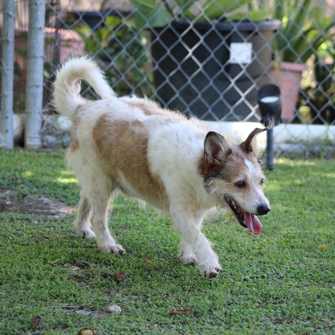 Enlarge Benji Boy, a Adoptable mixed breed in Levittown , PA image 3/6