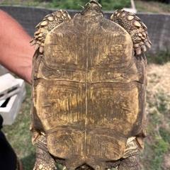 Enlarge Tiny, a Adoptable Sulcata in San Marcos, TX image 1/5