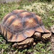 Enlarge Tiny, a Adoptable Sulcata in San Marcos, TX image 2/5