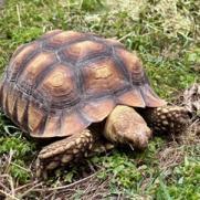 Enlarge Tiny, a Adoptable Sulcata in San Marcos, TX image 3/5