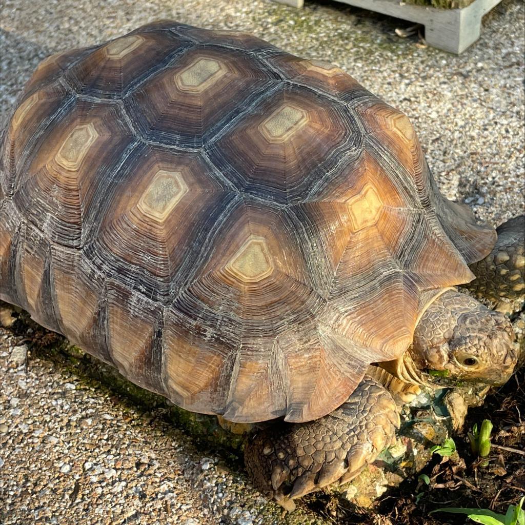 Enlarge Tiny, a Adoptable Sulcata in San Marcos, TX image 4/5