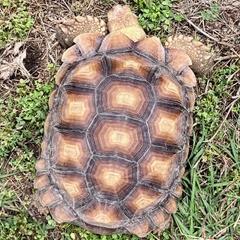 Enlarge Tiny, a Adoptable Sulcata in San Marcos, TX image 5/5