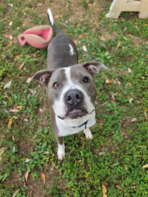ASHER BLUE, Adoptable, Adult Male Staffordshire Bull Terrier & Mixed Breed.