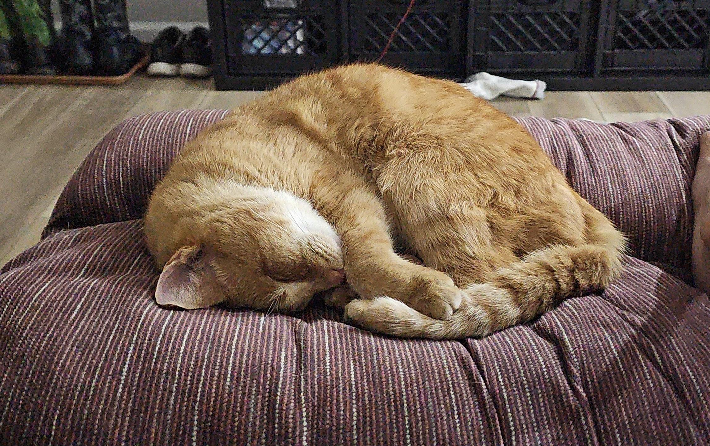 Milo, a Adoptable mixed breed in Plain City, OH image 1/6