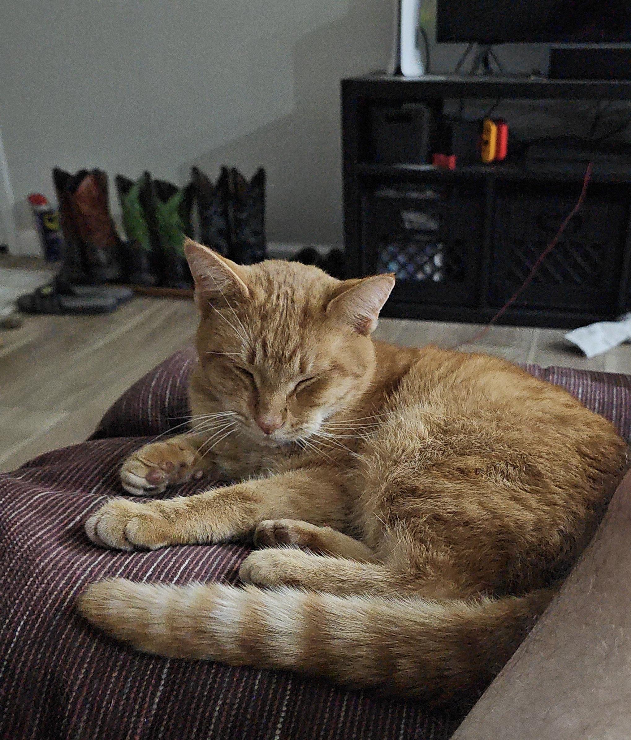 Milo, a Adoptable mixed breed in Plain City, OH image 2/6