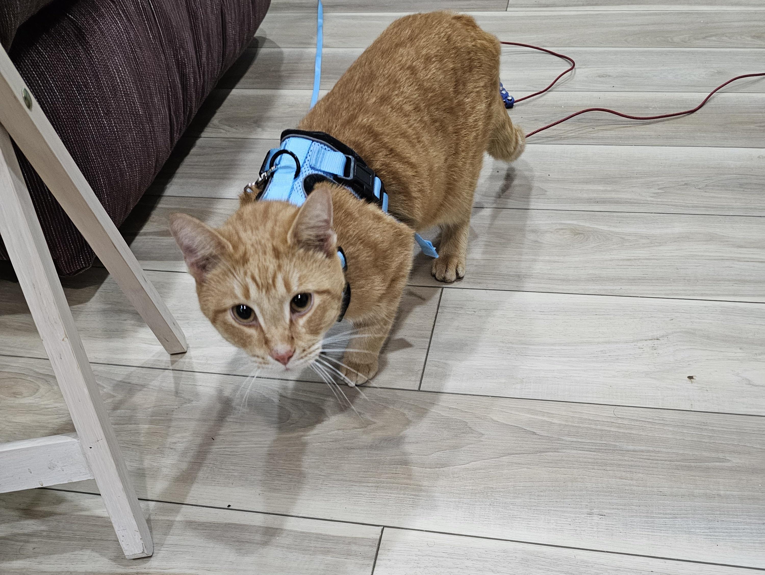 Milo, a Adoptable mixed breed in Plain City, OH image 3/6