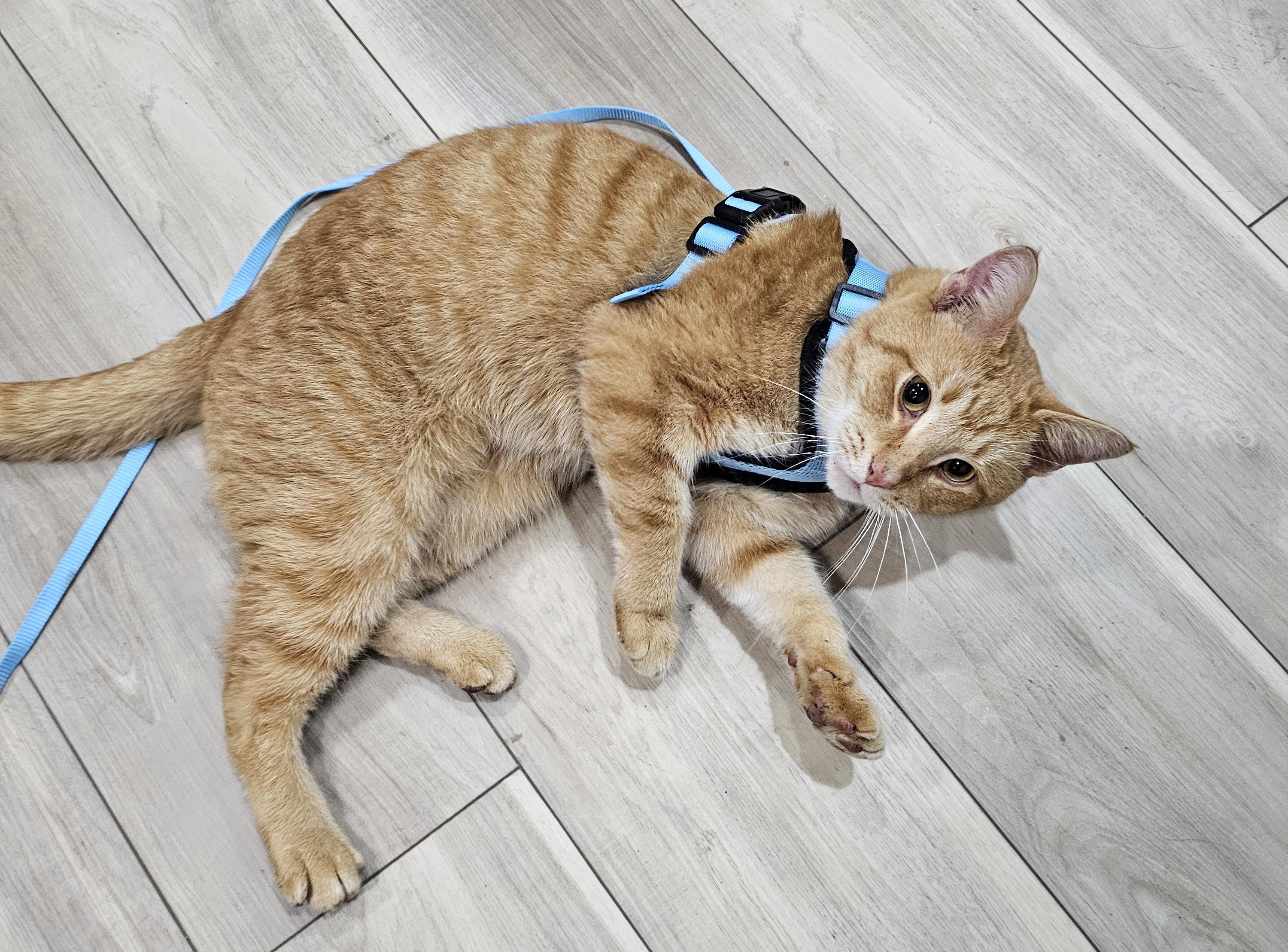 Milo, a Adoptable mixed breed in Plain City, OH image 4/6