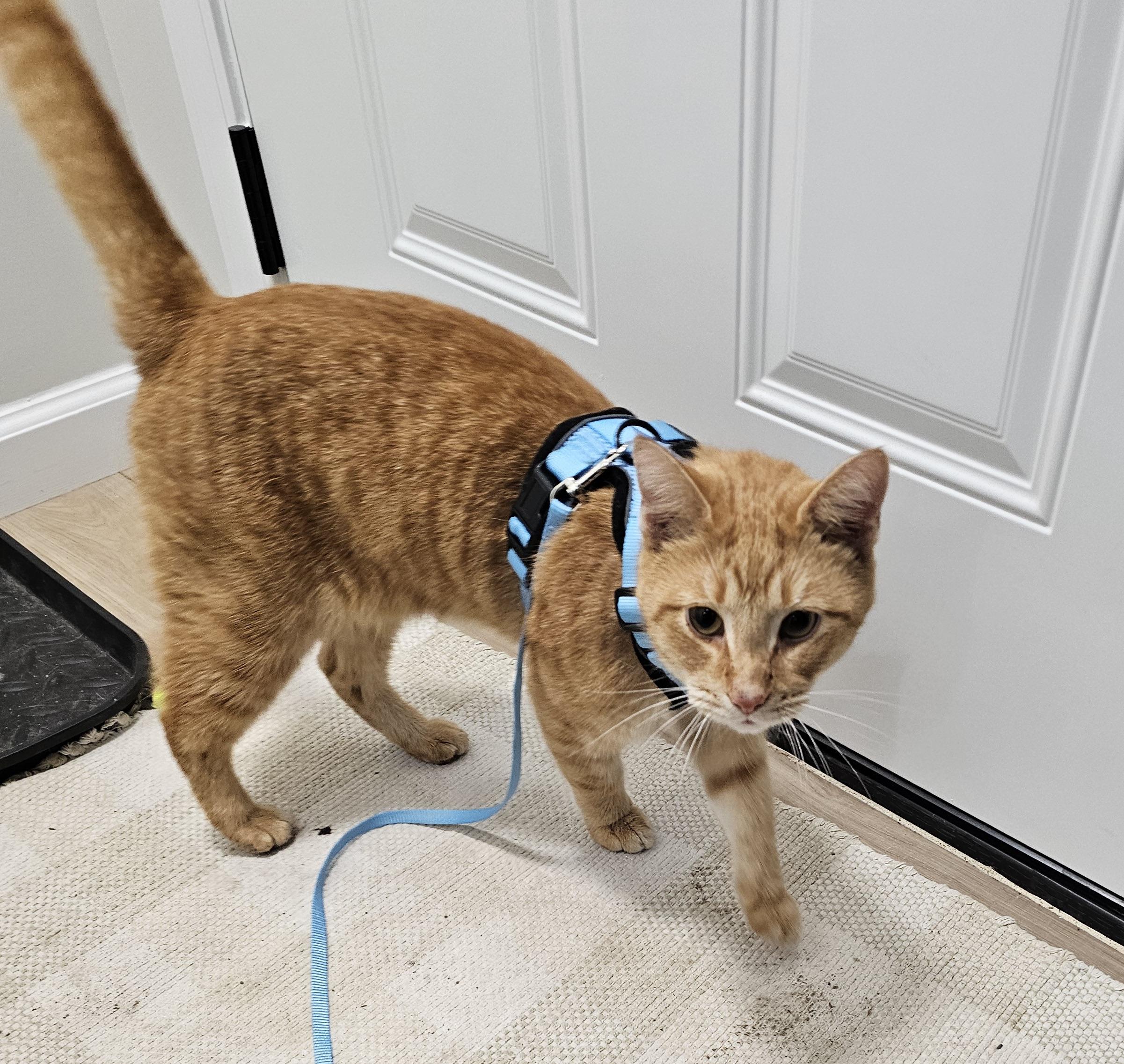 Milo, a Adoptable mixed breed in Plain City, OH image 5/6