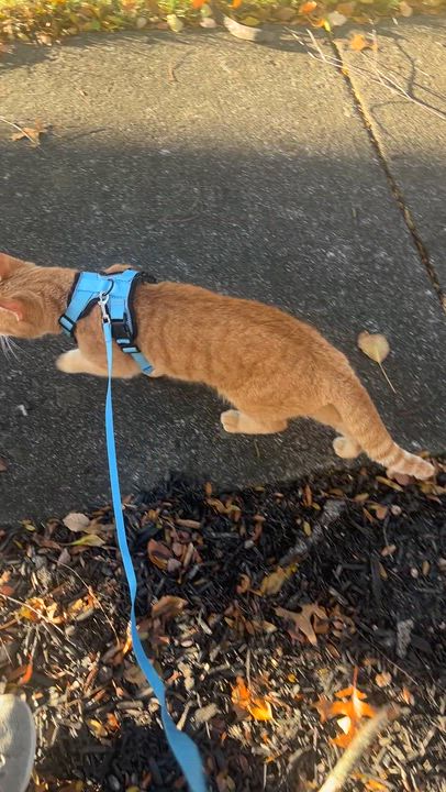 Enlarge Milo, a Adoptable mixed breed in Plain City, OH video 6/6