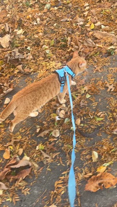Enlarge Milo, a Adoptable mixed breed in Plain City, OH video 6/6