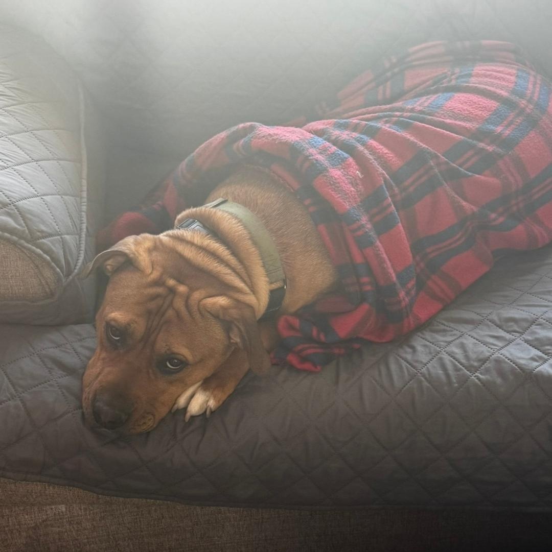Koda, a ADOPTABLE American Staffordshire Terrier in Bartonsville, PA image 5/6