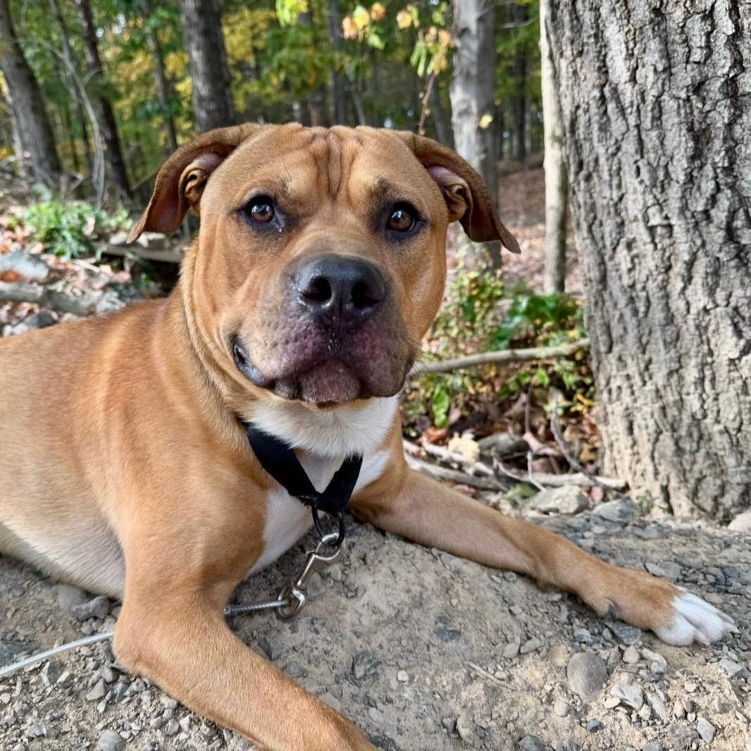 Koda, a ADOPTABLE American Staffordshire Terrier in Bartonsville, PA image 2/6