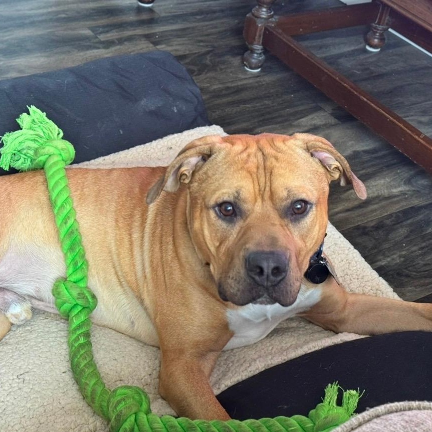 Koda, a ADOPTABLE American Staffordshire Terrier in Bartonsville, PA image 3/6