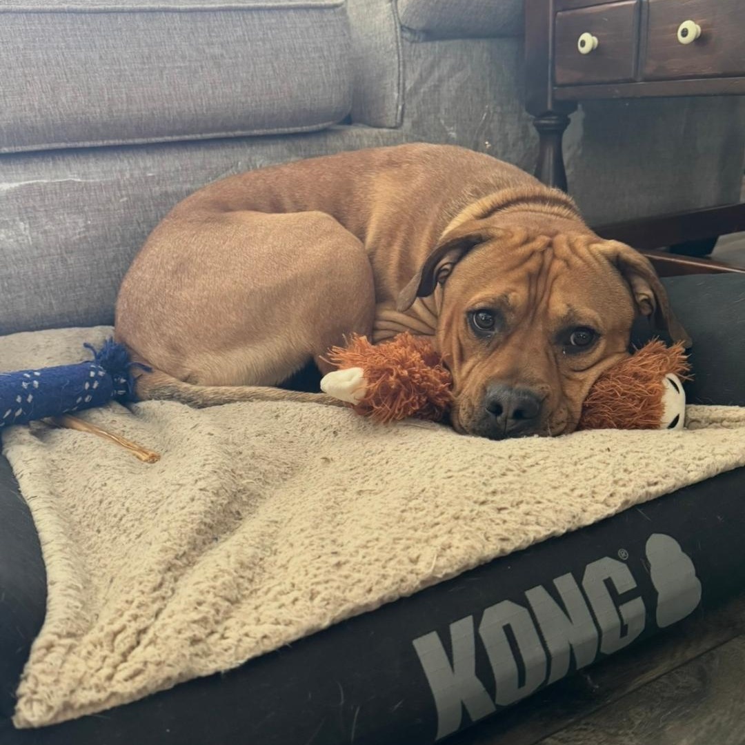 Koda, a ADOPTABLE American Staffordshire Terrier in Bartonsville, PA image 6/6