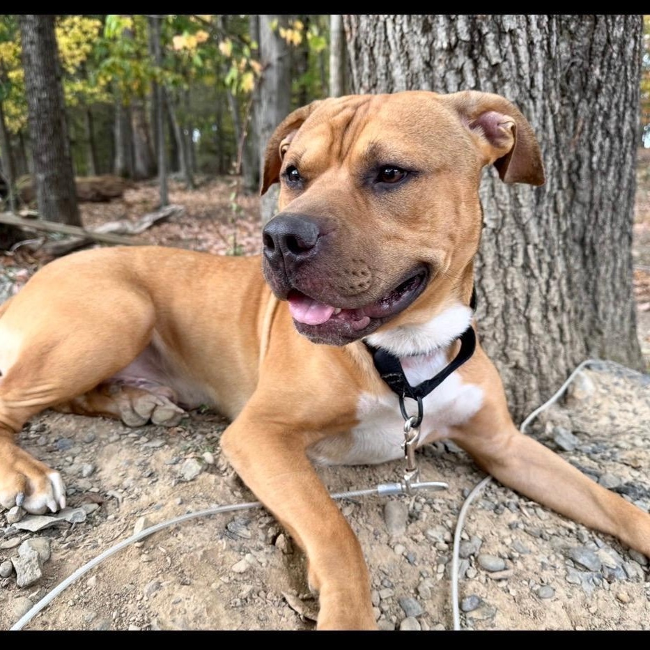 Koda, a ADOPTABLE American Staffordshire Terrier in Bartonsville, PA image 1/6