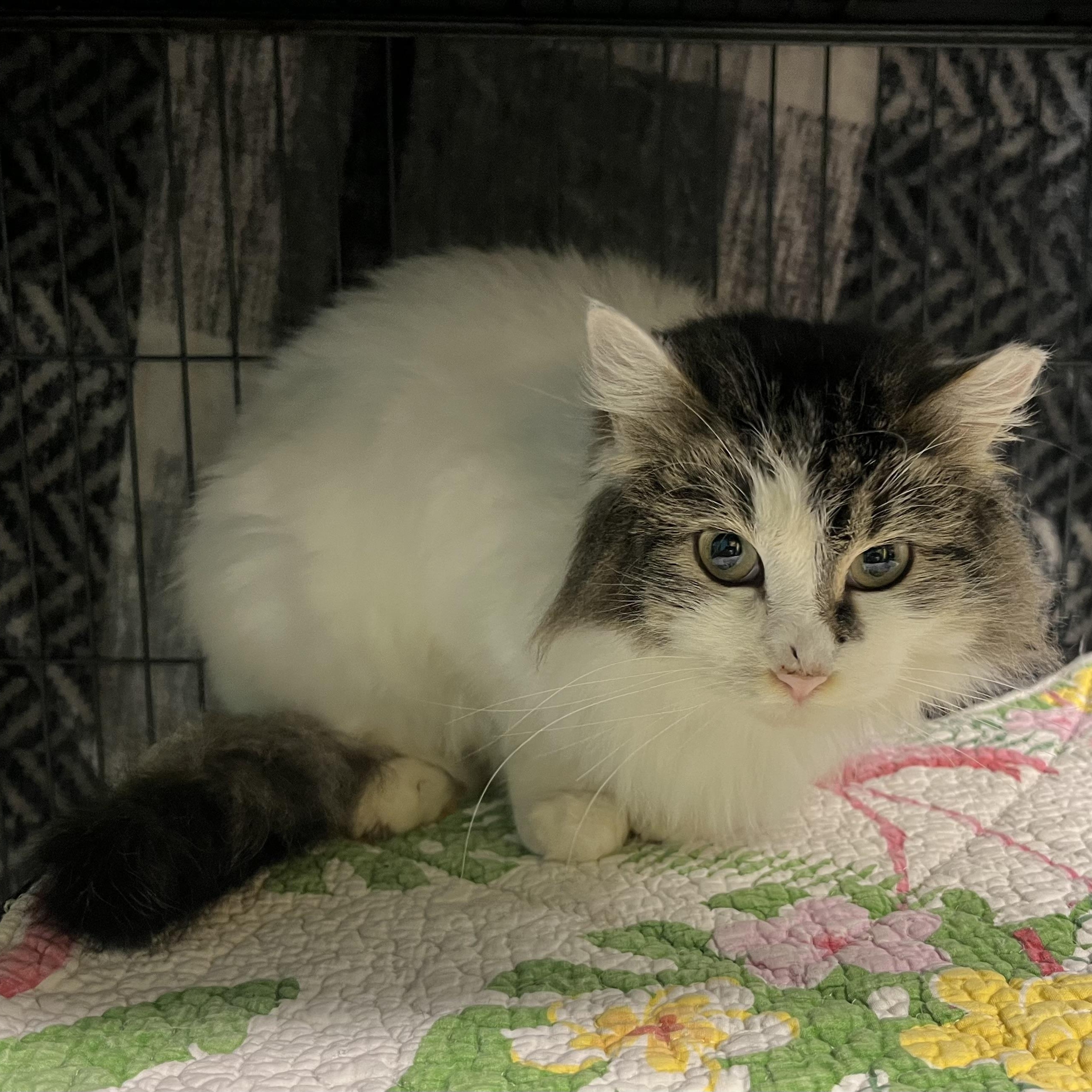 Princess Sushi, adoptable, Adult Female Domestic Medium Hair.