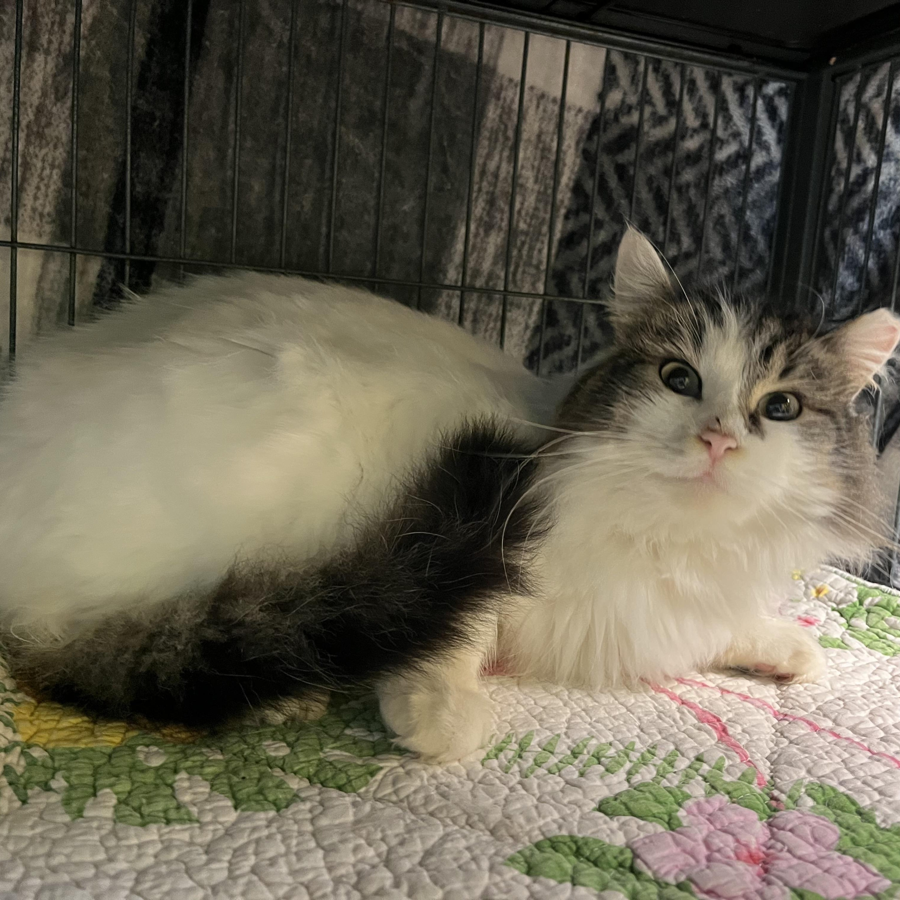 Enlarge Princess Sushi, an adoptable Domestic Medium Hair in Cortland, NY image 2/3