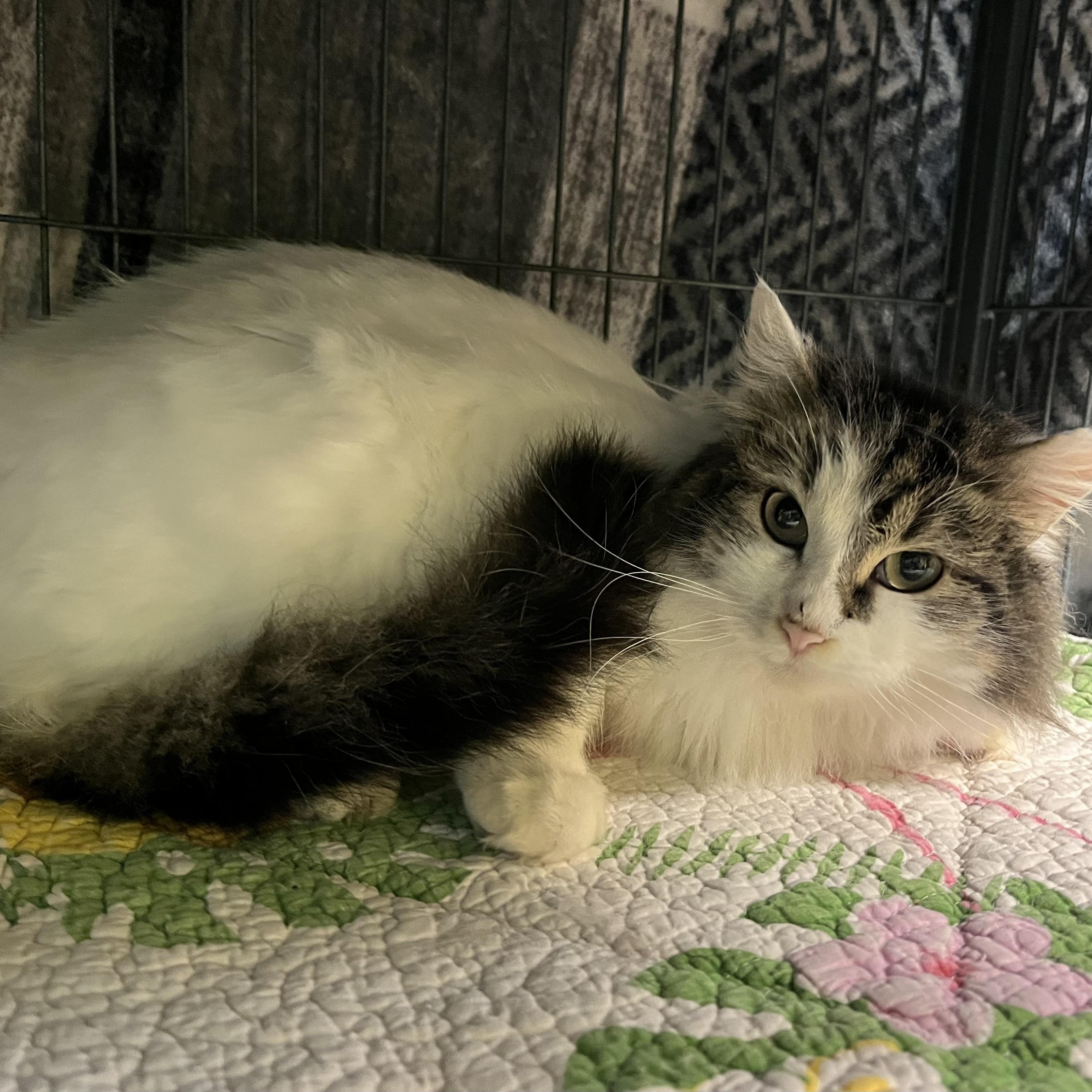 Enlarge Princess Sushi, an adoptable Domestic Medium Hair in Cortland, NY image 3/3