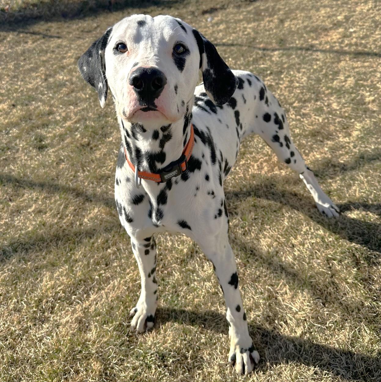 Enlarge Jasper / 60014232, a ADOPTABLE Dalmatian in Elko, NV image 1/1