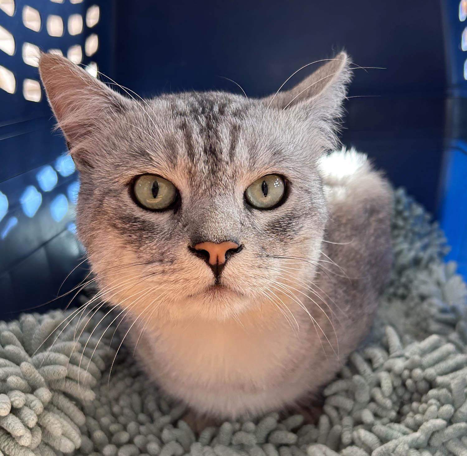 Silverton-10/12/25, an adopted Domestic Short Hair in Lambertville, NJ image 2/3