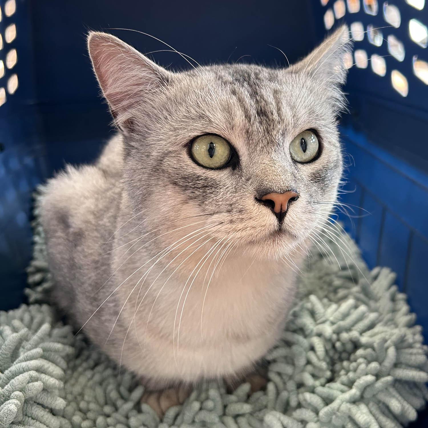 Silverton-10/12/25, an adopted Domestic Short Hair in Lambertville, NJ image 1/3