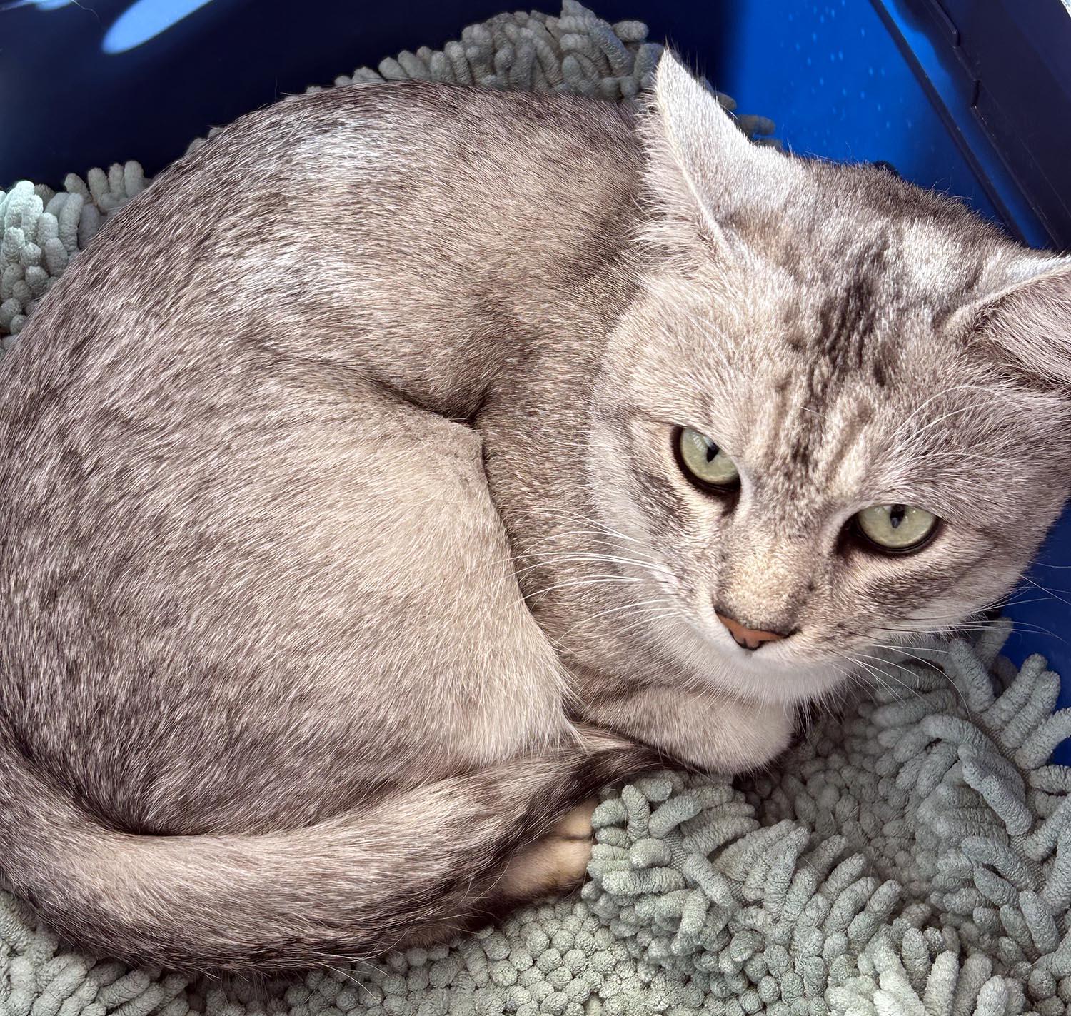 Silverton-10/12/25, an adopted Domestic Short Hair in Lambertville, NJ image 3/3