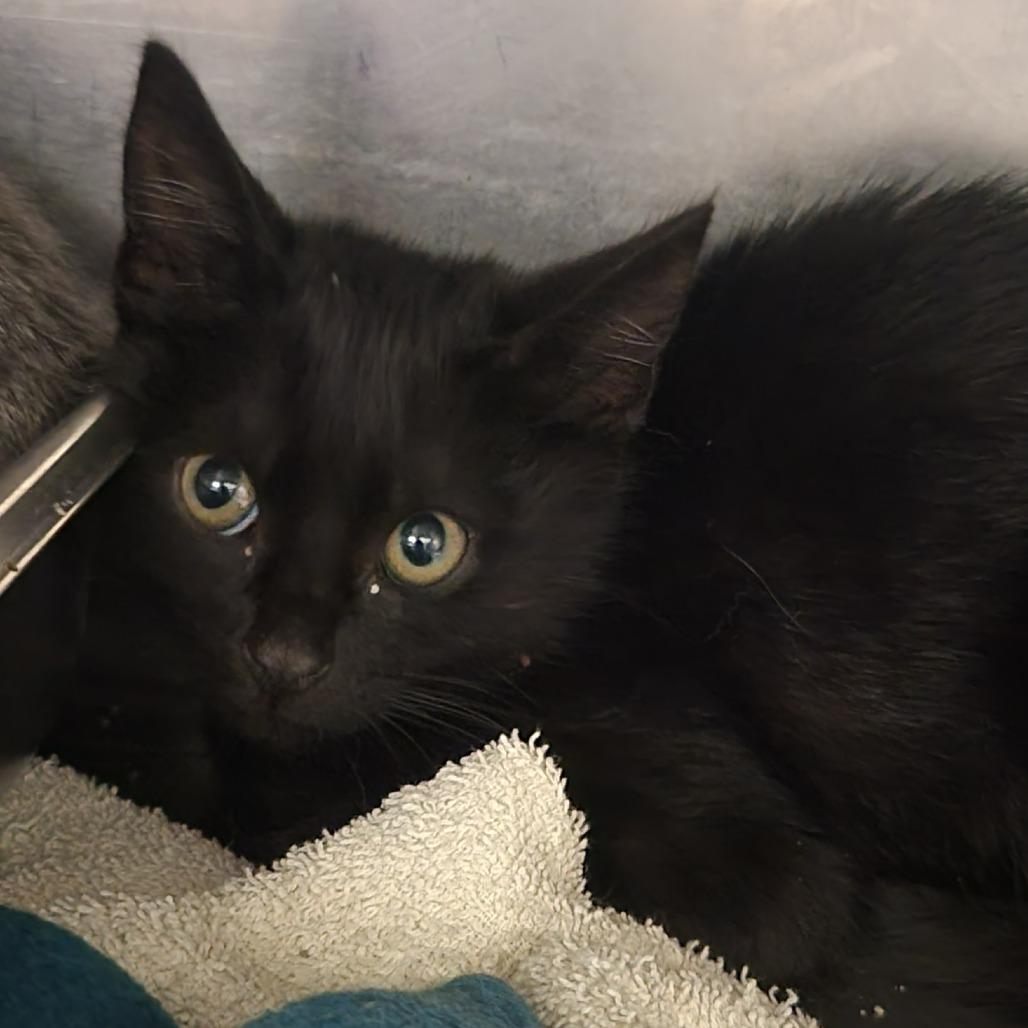 Enlarge Slinky, a Adoptable Domestic Short Hair in Gloucester, VA image 1/2