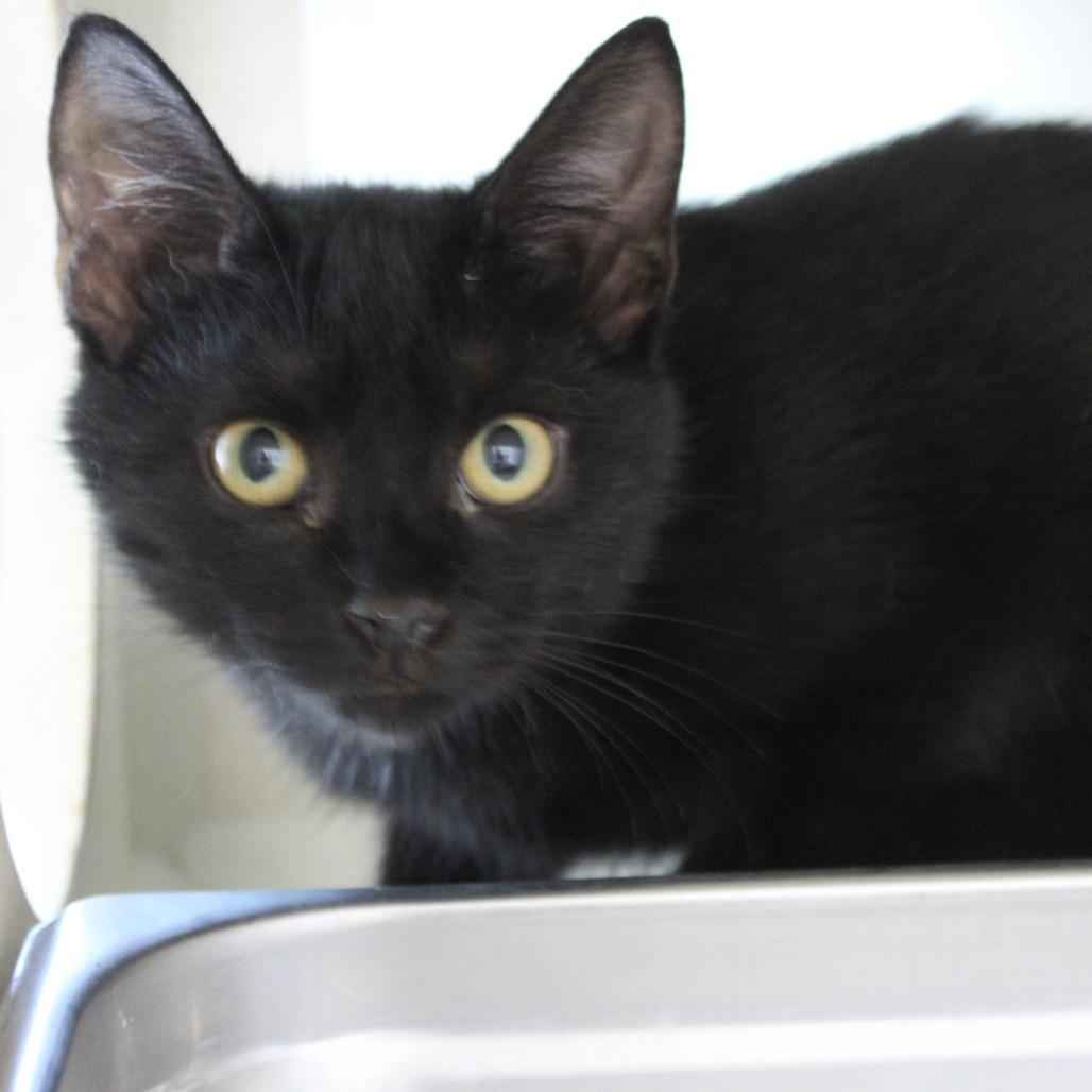 Enlarge Slinky, a Adoptable Domestic Short Hair in Gloucester, VA image 2/2