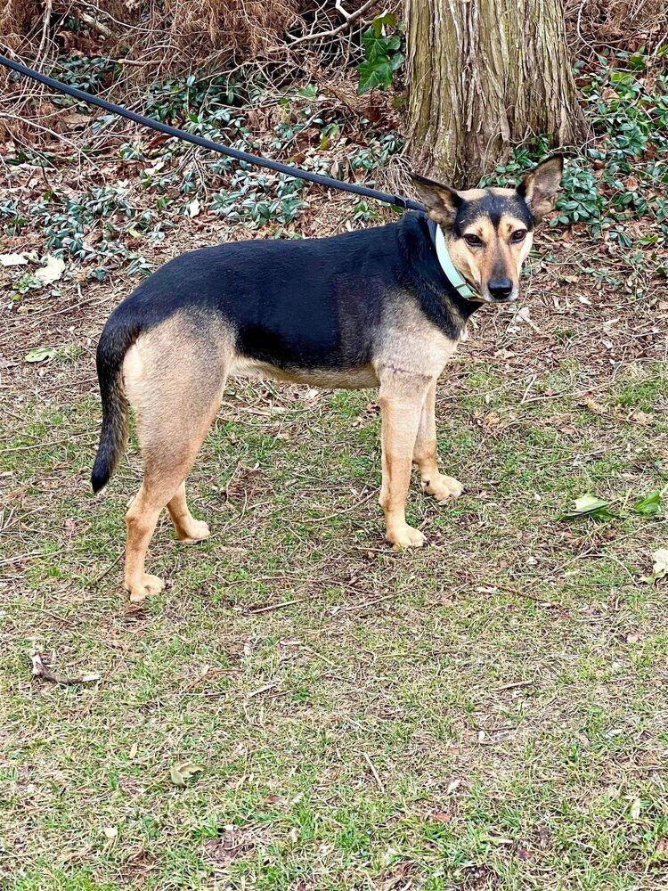 Enlarge Violet (TX), a Adoptable Shepherd in New York, NY image 2/3