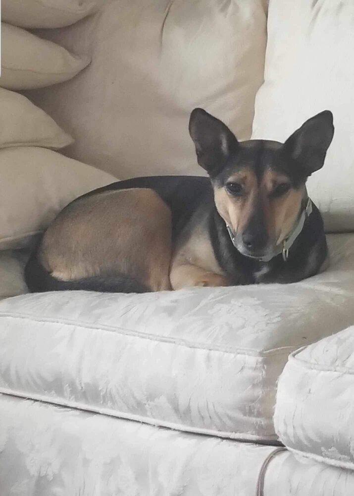Enlarge Violet (TX), a Adoptable Shepherd in New York, NY image 3/3