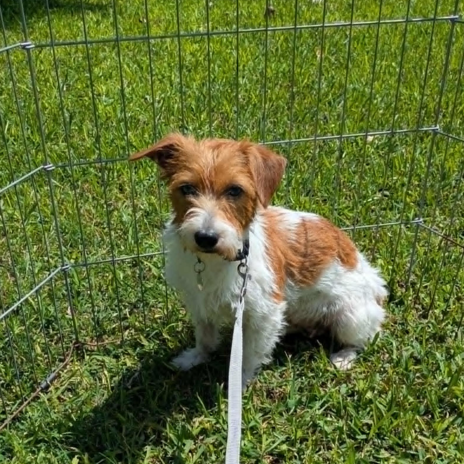 Enlarge Cayenne, an adoptable mixed breed in Round Rock, TX image 1/1