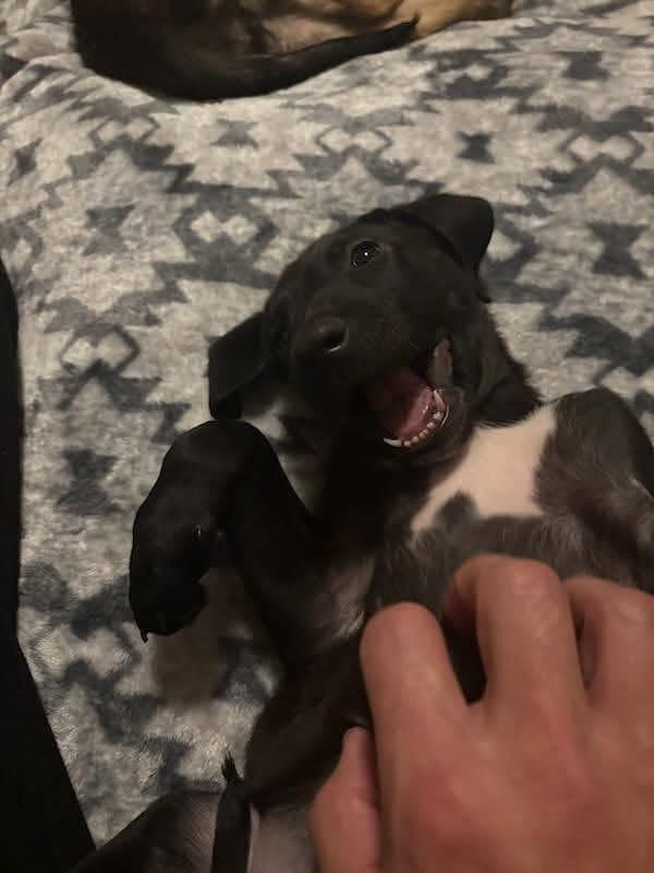 Jumper, ADOPTABLE, Puppy Female Mixed Breed.