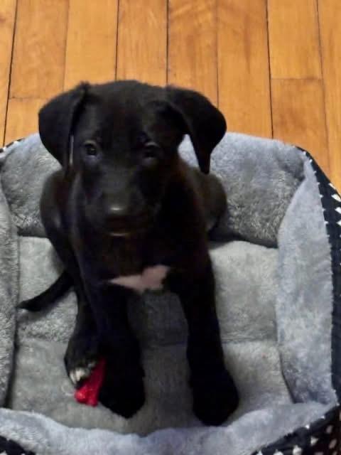 Jumper, ADOPTABLE, Puppy Female Mixed Breed.