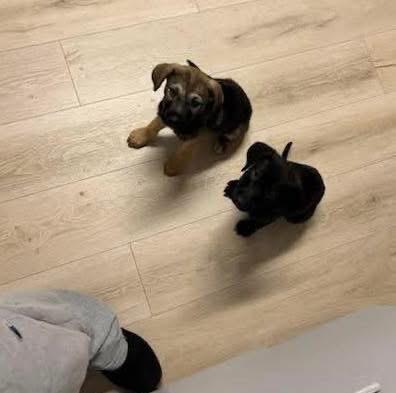 Jumper, a ADOPTABLE mixed breed image 3/4