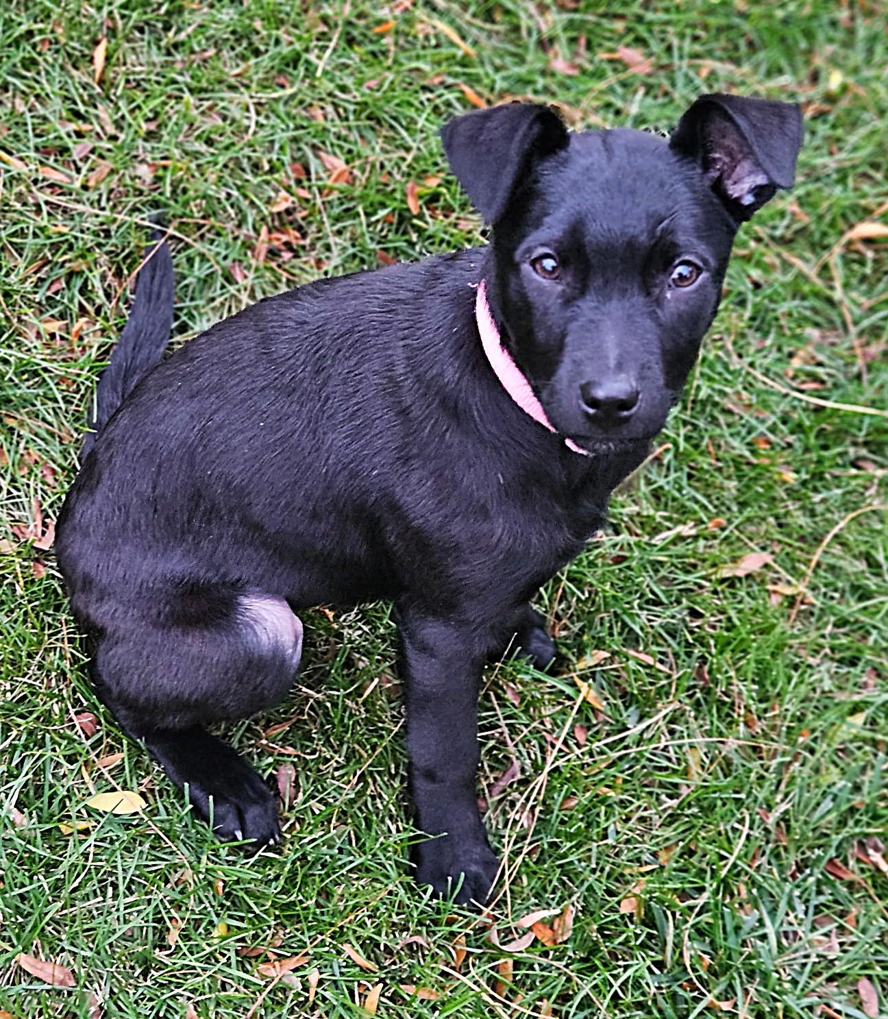 Enlarge Princess, a Adoptable mixed breed in Lisbon, IA image 1/6