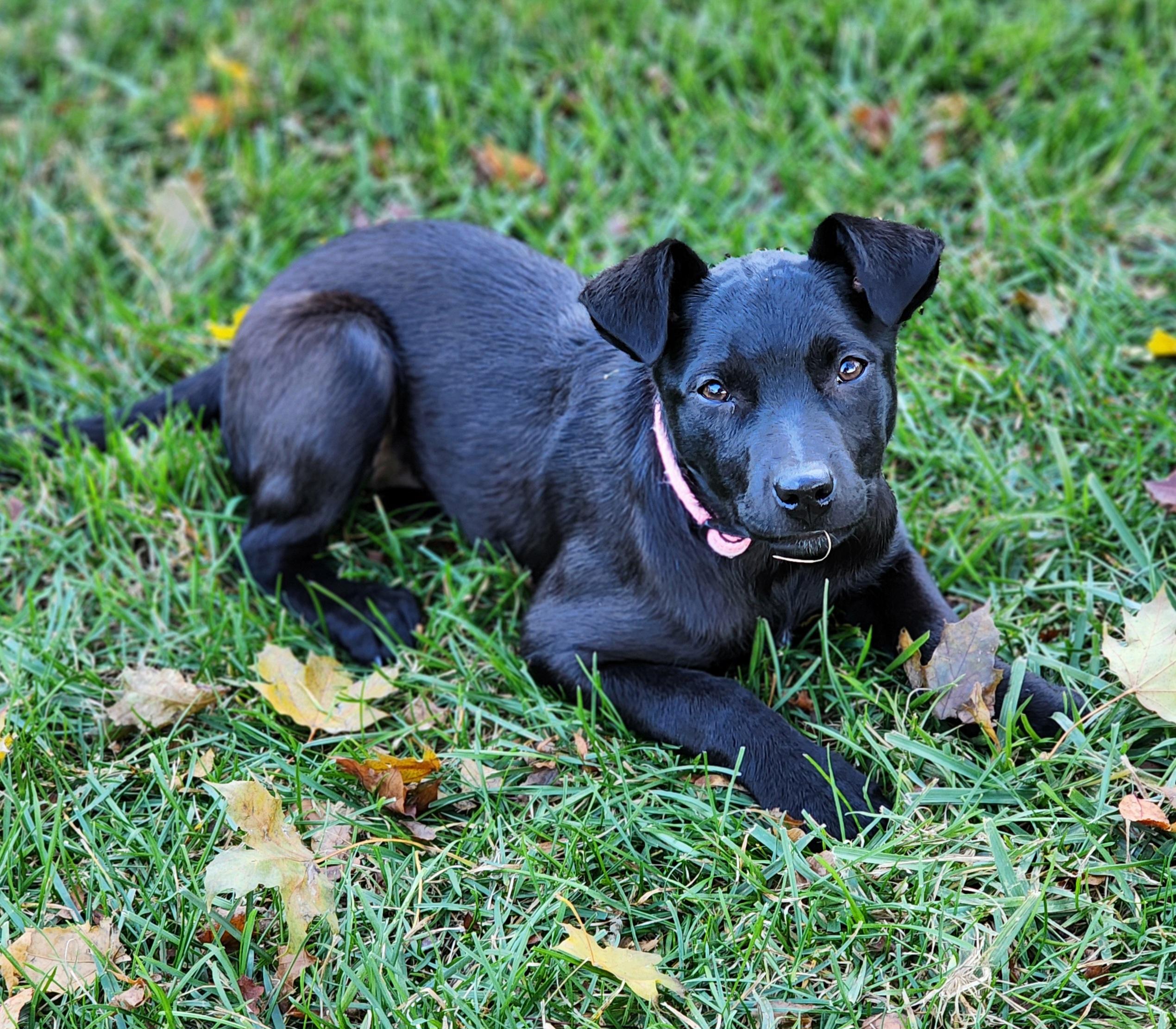 Enlarge Princess, a Adoptable mixed breed in Lisbon, IA image 2/6