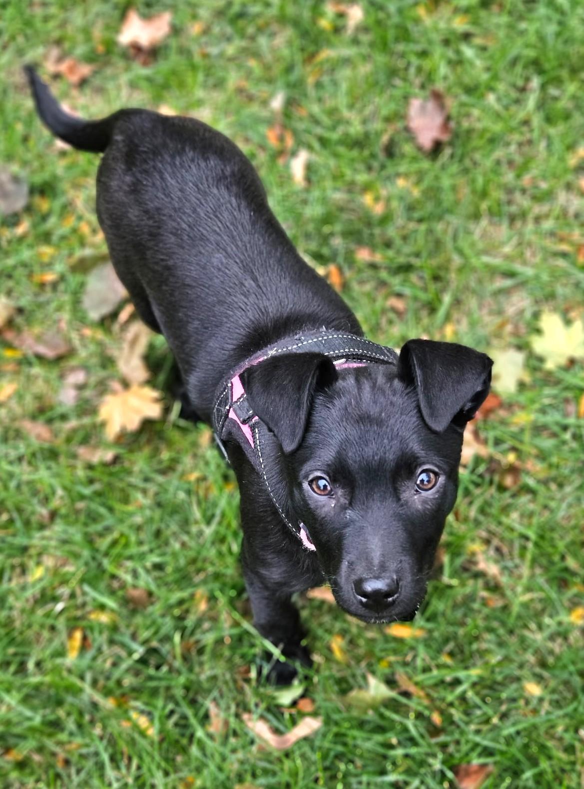 Enlarge Princess, a Adoptable mixed breed in Lisbon, IA image 5/6
