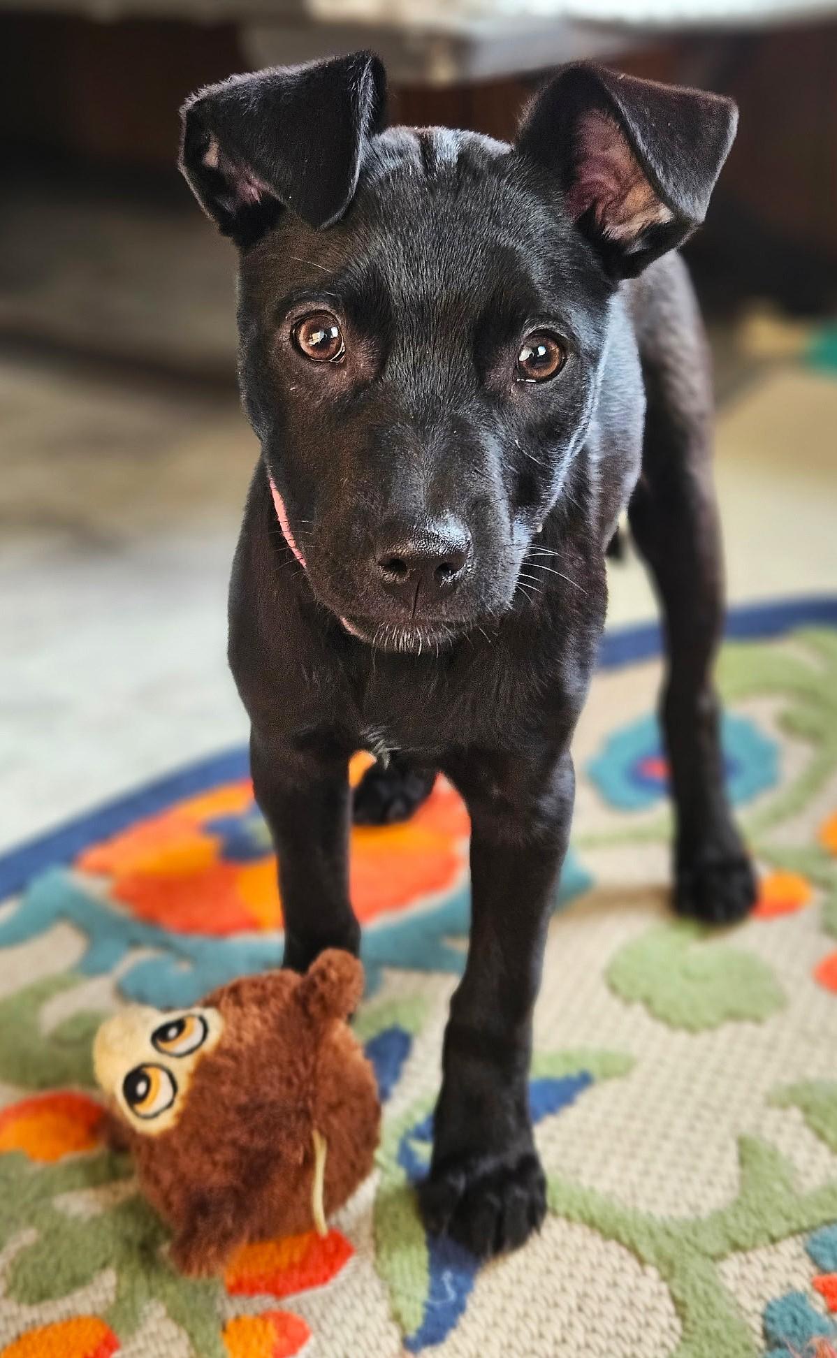 Enlarge Princess, a Adoptable mixed breed in Lisbon, IA image 6/6